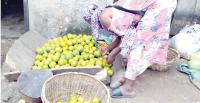 ‘We ought to sell the fruits last week, but they were delivered just yesterday’