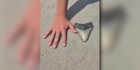 Family finds megalodon tooth while visiting the beach