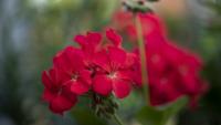 Everything you need to do now for a healthy garden in 2027