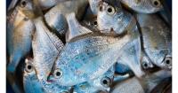 Greece to launch digital tracking system for 10,743 small fishing vessels