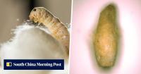 Evidence of earliest silkworm farming outside China found, upending Silk Road timeline