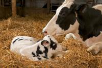 Farmers struggling to find staff with skills required for agricultural work