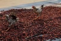 Ghana Cocoa Farmers Push Back Against New Law That Could Jail Them for Using Their Own Land