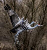 Once-abundant wetlands at San Joaquin National Wildlife Refuge drying up after federal staff cutbacks