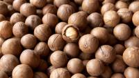 Kenya’s macadamia value surges 73% to US$66M after raw nut export ban