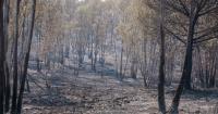 The Government deploys more than 1,000 troops and 320 teams against the Niebla fire