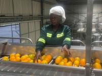 Beitbridge firm eyes citrus processing crown for Southern Africa