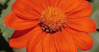 Matthew Stevens: Mexican sunflower a bright addition to the garden