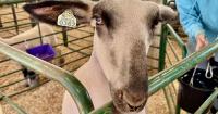 Farm livin' is the life for me: Agriculture students take the stage in the Nevada County Fair