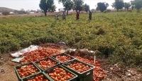 Farmate Limited Partners Government to Cultivate 1,500 Acres of Tomatoes in Upper East Region