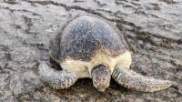 Endangered whales, turtles at risk as Oman oil spill reaches coast