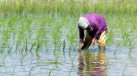 PM Urges Farmers To Adopt 'Chemical-Free Farming' To Tap Rising Global Demand For Such Food Items