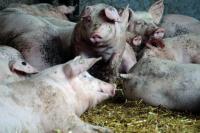 UK government announces £65m boost for farmers facing record drought