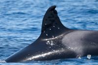 Orca known for ramming boats spotted with suspected gunshot wounds