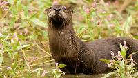 Missouri conservationists reintroduce river otters, restoring them statewide after decline