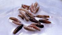 Calgary company steps up to help combat screwworm in U.S.