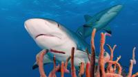 Ancient shark scales reveal a dramatic decline in Caribbean reefs