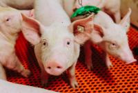 Finland’s African swine fever cases reinforce Canada’s vigilance