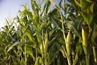 Local farmers plow ahead amidst unpredictable weather and rising costs