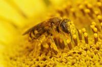 World Honey Bee Day: Why protecting pollinators matters