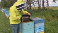 In Canada's largest honey-producing region, beekeepers brace for U.S. tariffs