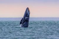 Oregon Adopts New Crab Fishery Rules After Whale Entanglements Raise Alarm