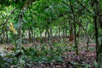 Europe’s deforestation law in the shadows of Ghana’s gold and cocoa forests