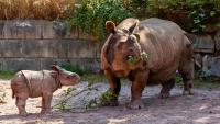 Irish Wildlife Park Asks the Public to Name Its Rare New Baby Rhino