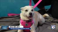 Humane Society of Broward seeks ‘furever’ home for Ghost, other furry friends