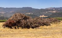 Napa County exploring policies to support wine industry amid economic struggles