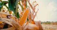 This Week in Agribusiness, Aug. 15, 2026