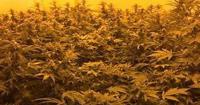 NINE defendants set to stand trial over Norwich cannabis production
