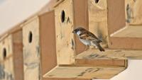 Sparrow conservation drive to engage students in 50 government schools across T.N.