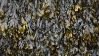 Mexico Is Betting on Biofuel to Tackle Its Seaweed Crisis