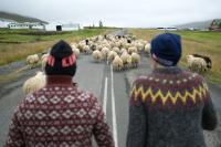Iceland Minister Says Farmers Should Not Rule Out EU Talks