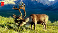In 1958, the US moved 25 caribou to an Alaska island as emergency food for military personnel