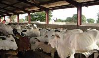 Stakeholders Demand Reassessment of Livestock Policy in Nigeria’s Middle Belt