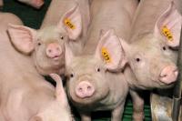 Pig production has reduced ammonia emissions by 45% per pig place, AFBI research finds