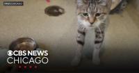 PAWS Pet of the Week: Valencia
