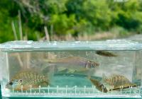 New Report on Minnesota Lakes Health Using Fish Available