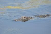 Alligators as Bioindicators for Contaminants