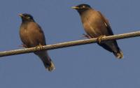 12,844 invasive myna birds captured in Qatar from January to July 2026