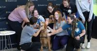 Children's Hospital service dog enjoys retirement party