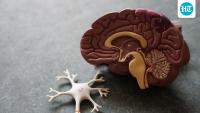 Want to protect your brain as you age? Neurologist Dr Arun Shah shares 3 lifestyle changes that may lower dementia risk