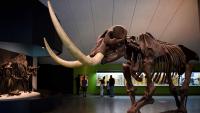 State Bond Proceeds to Finance Museum Improvements at La Brea Tar Pits
