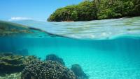 Newly identified coral near Costa Rica adds a new branch to the ocean family tree