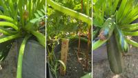 Maryland gardener says to stop saving old plants, and reseed every 4-6 weeks