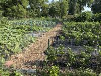 Addressing food insecurity: Evanston Grows
