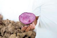 Food exporters dig deep to capitalize on ube rush