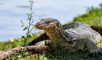 Pet lizard reunited with owner after nearly a month on the loose in Tennessee